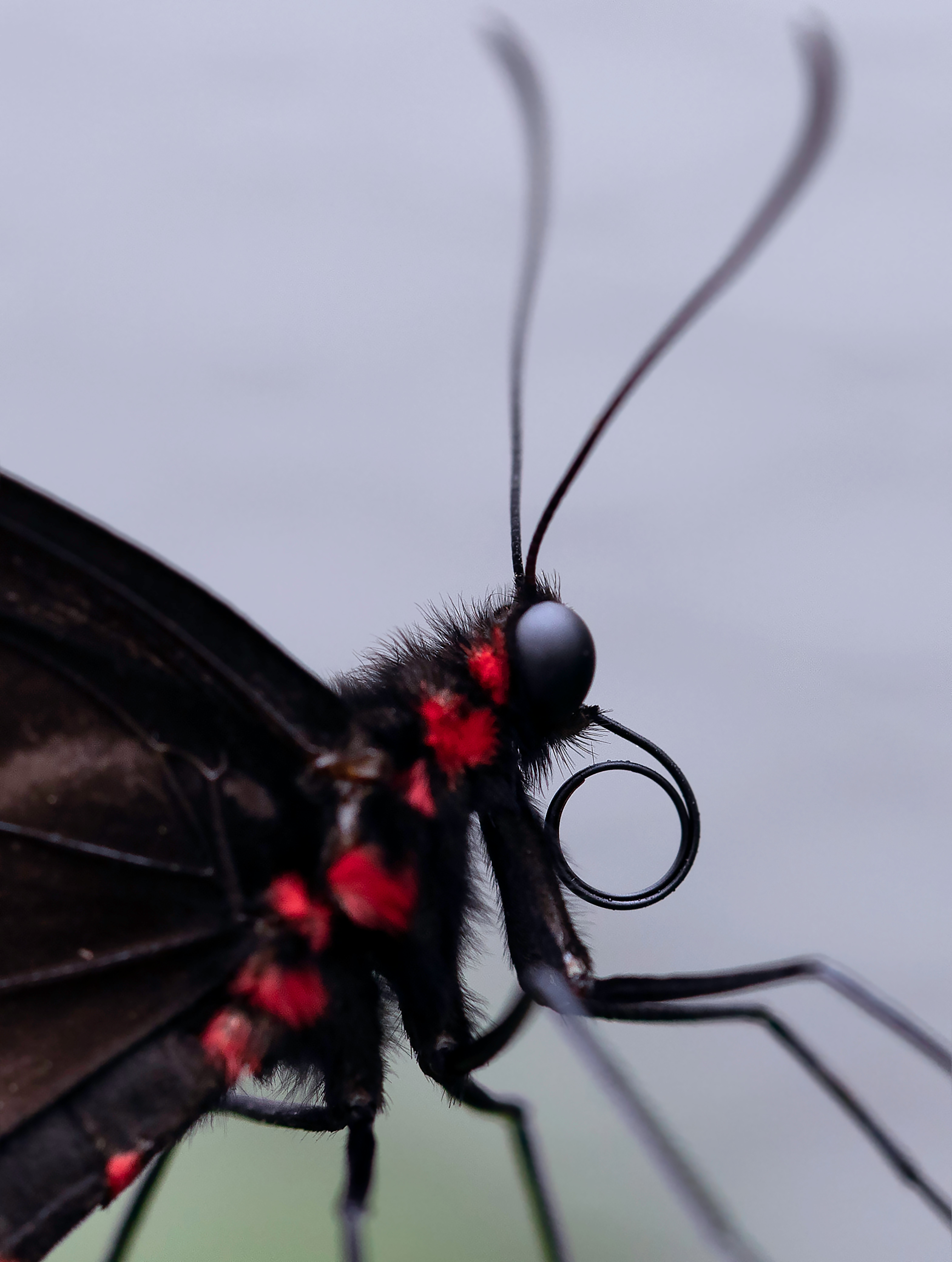 black and red butterfly perched on white flower in close up photography during daytime